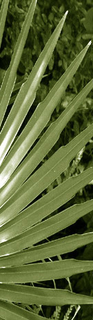 green leaf